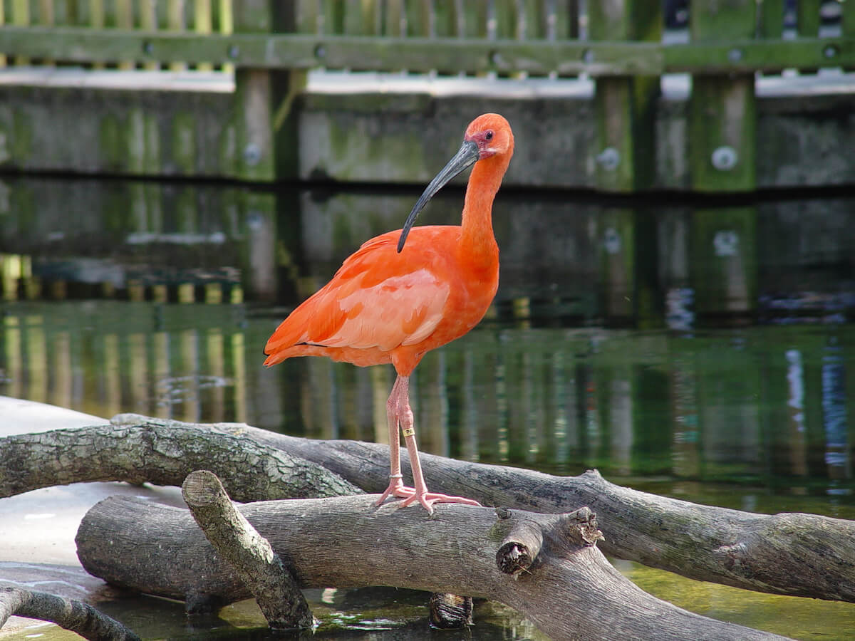 jacksonville zoo