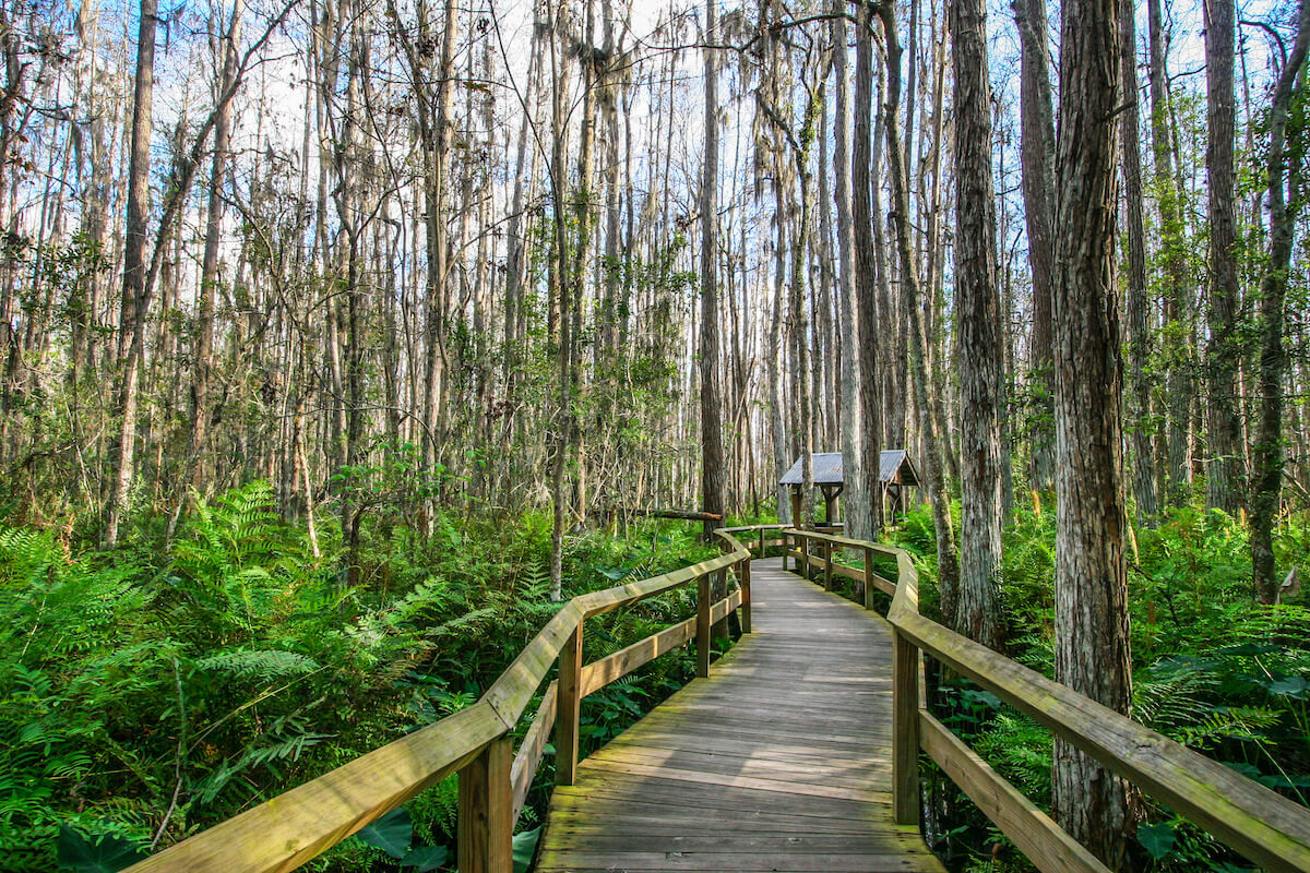 Tiger Bay State Forest